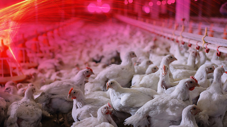 家禽生产谷仓中的许多鸡。