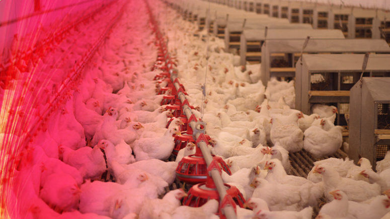 Many chickens feeding in a poultry production barn.	