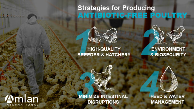 Infografía de estrategias para producir aves de corral libres de antibióticos | Amlan Internacional