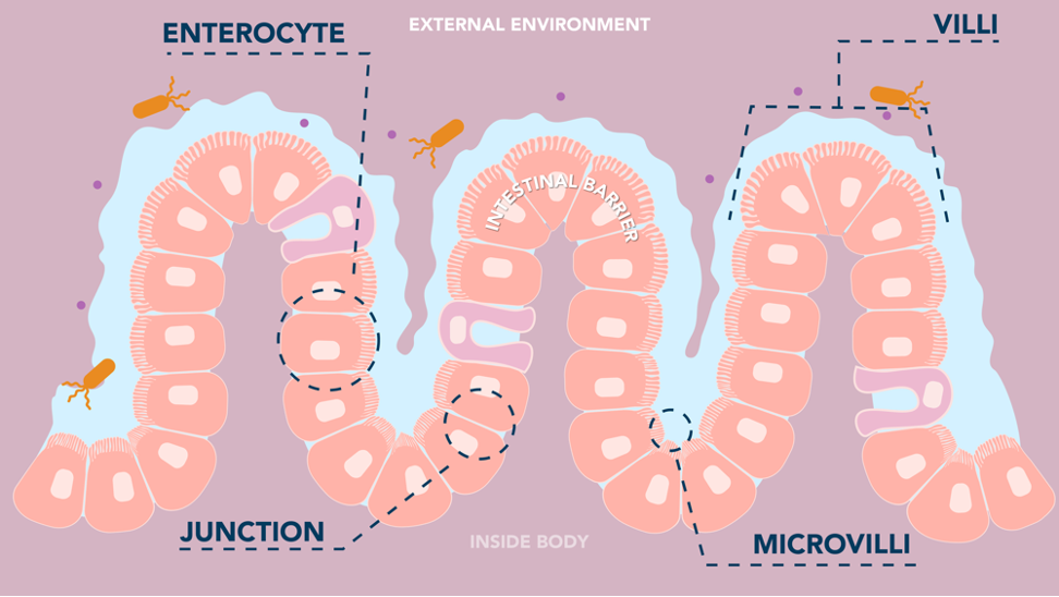 Illustration of a healthy intestine.