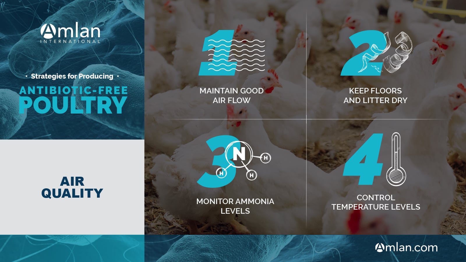 Antibiotic-free poultry air quality infographic.