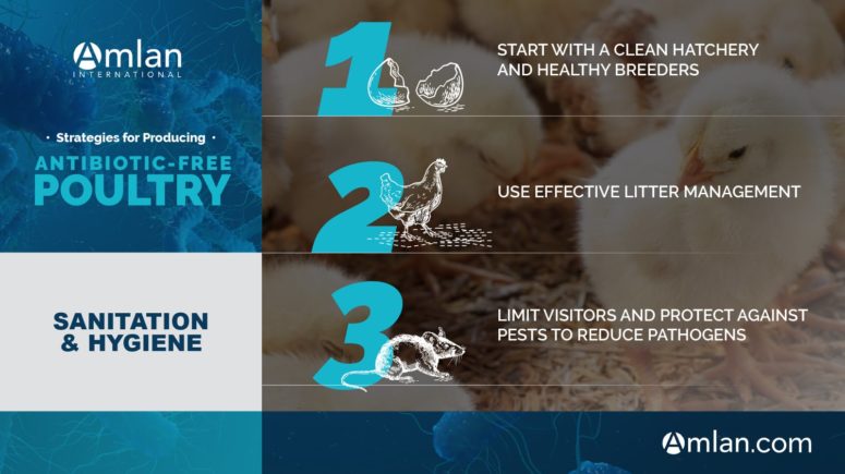 Saneamento de aves sem antibióticos e infográfico de higiene.