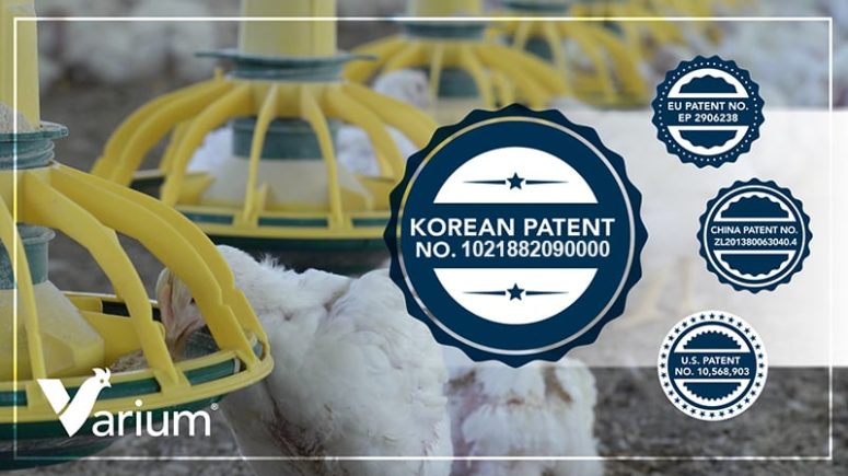 Poultry eating from poultry feeder and Korean patent number 1021882090000.