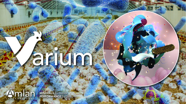 Salmonella microscópica con gráfico de texto del logotipo de Varium.