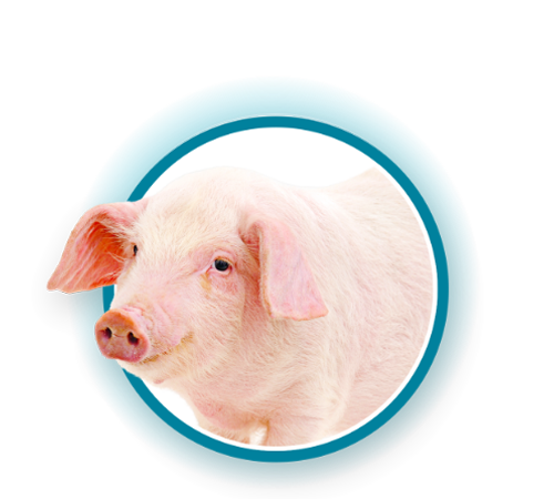  猪业 icon