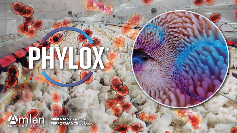Phylox 饲料标志，背景是禽舍。