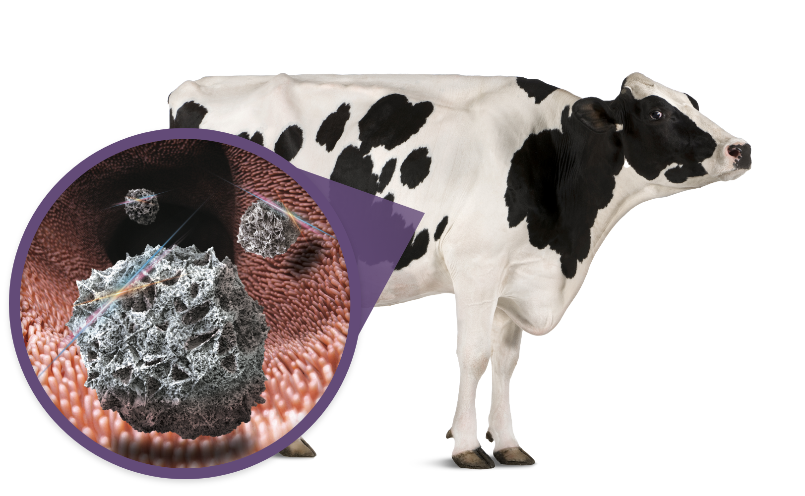 Texto explicativo do intestino roxo do lado da vaca leiteira.
