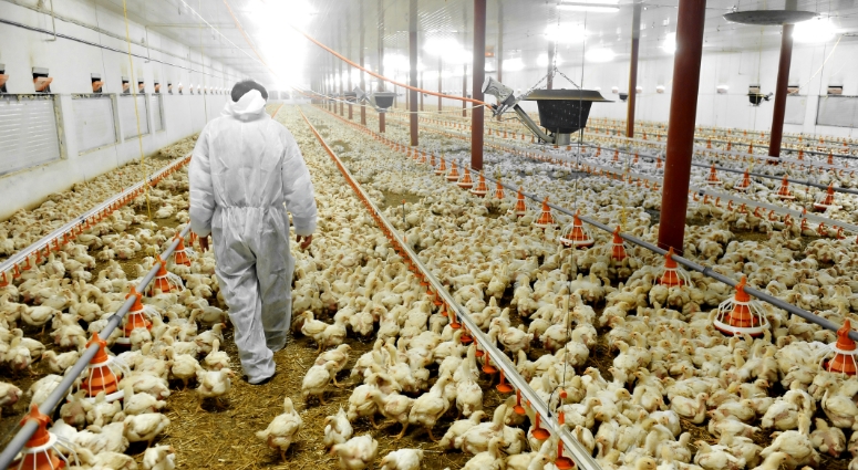 在一个家禽养殖场的房子里，一个人走在鸡舍里，地上满是年轻的肉鸡。
