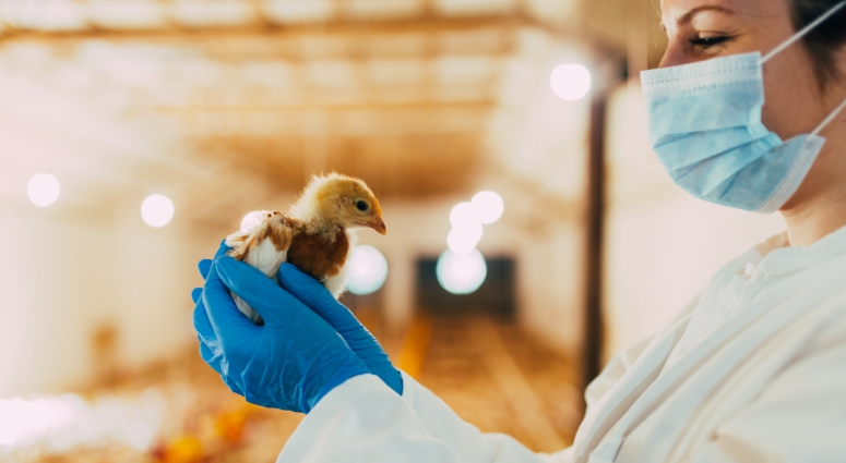 Woman with gloves holding chick.