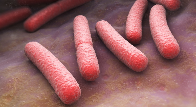 Patógenos bacterianos.