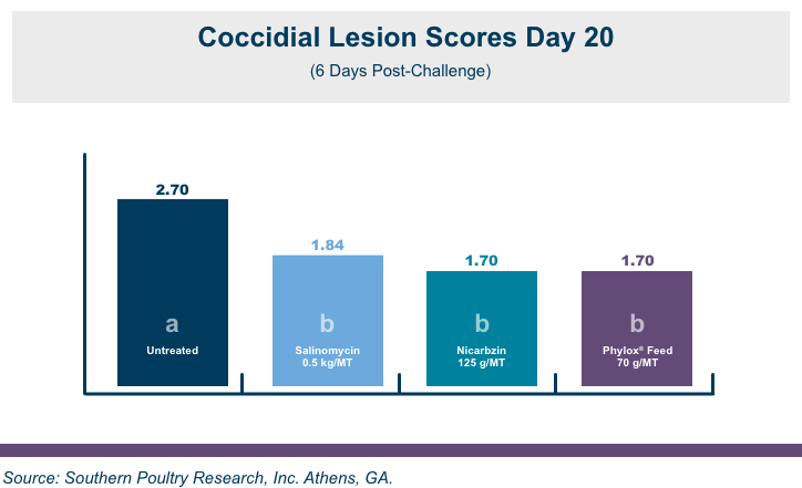 Coccidial Lesion Scores Info Graphic | Amlan International