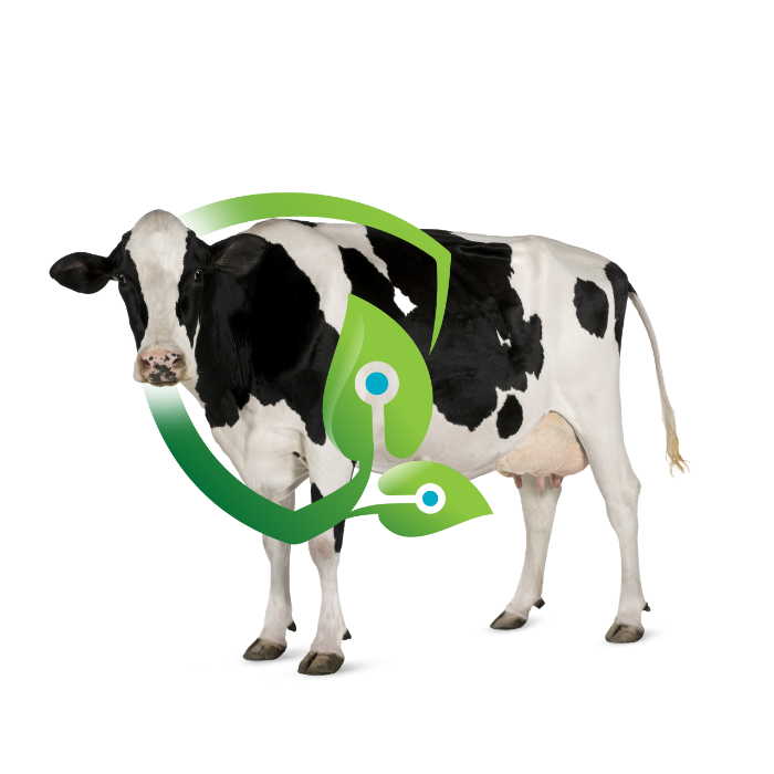 Dairy cow shield.