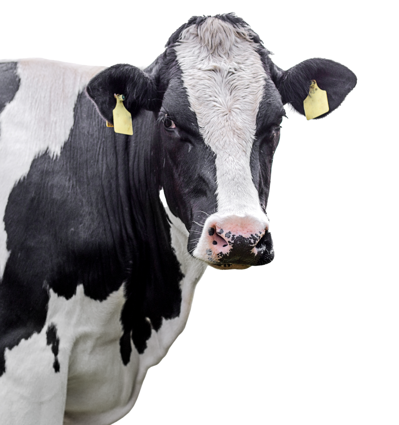 Vaca lechera con marcas amarillas en las orejas