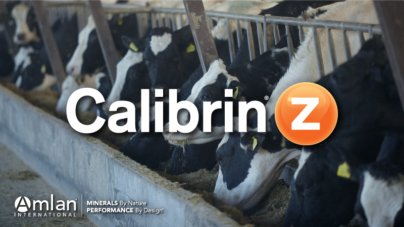 Calibrin Z logo over feeding cows