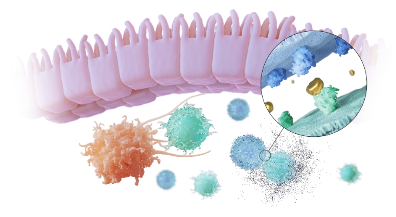 Illustration of intestinal barrier blocking bacteria.