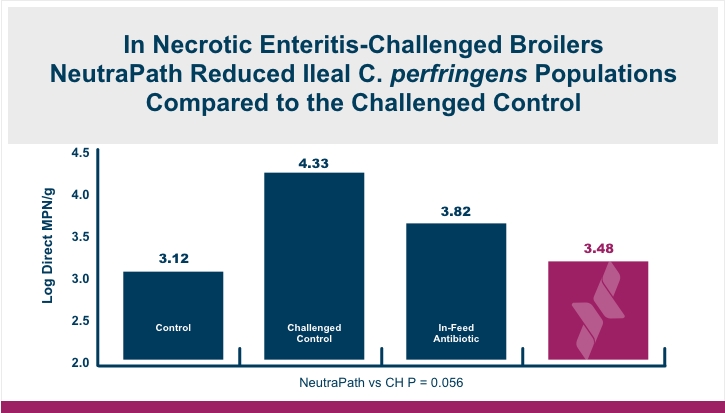NeutraPath® Enteritis necrótica reducida en pollos de engorde Infografía | Amlan Internacional