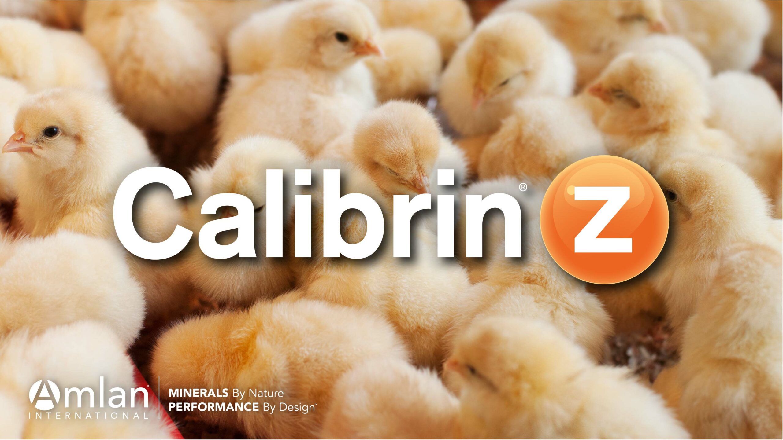 La alimentación de gallinas reproductoras con Calibrin-Z redujo  significativamente la erosión de la molleja en pollitos de un día.